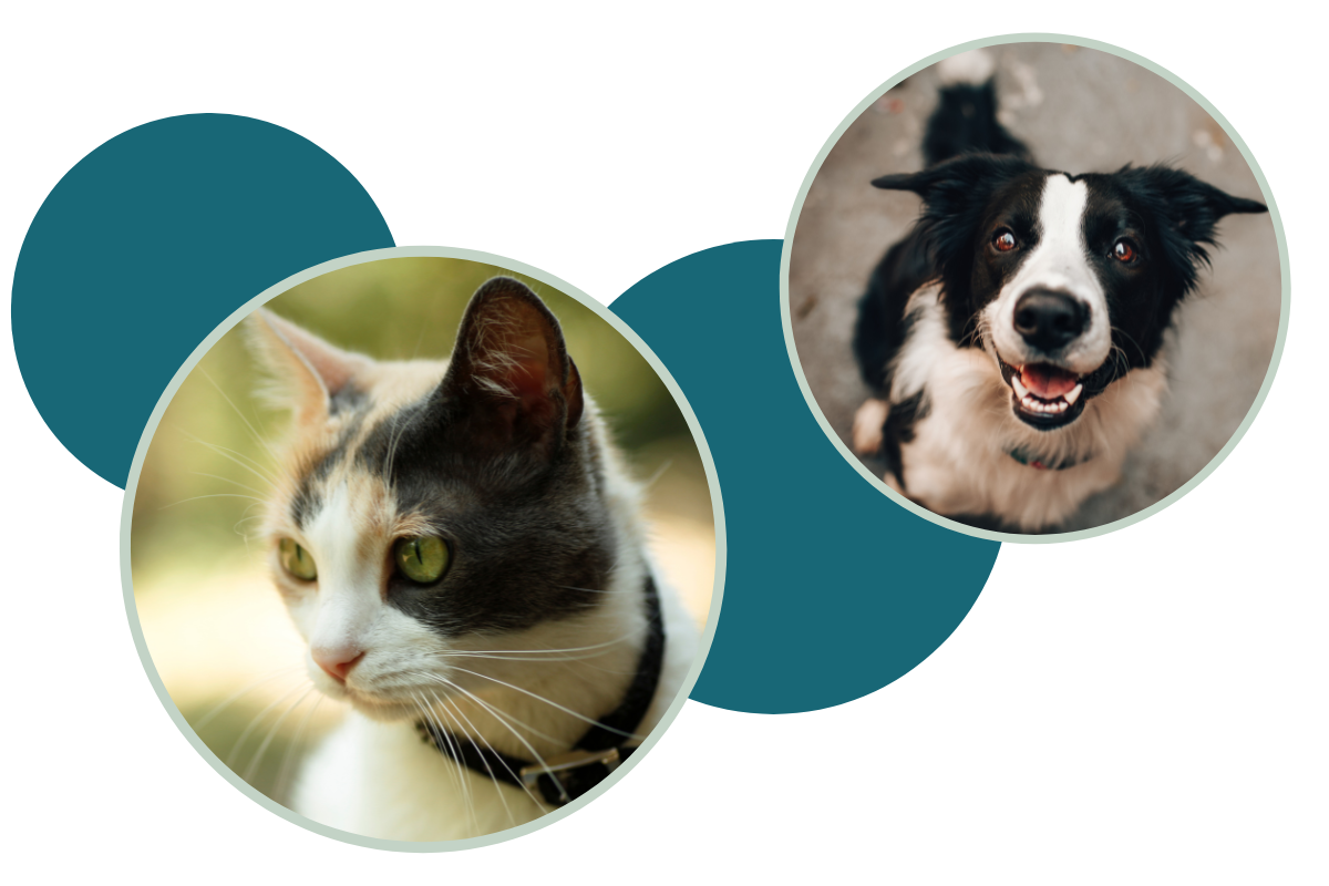 Millbrae Pet Hospital - bubble images with cat and dog