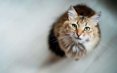 Everything You Need to Know About the three “F’s” of Feline Viruses: FeLV, FIV, and FIP