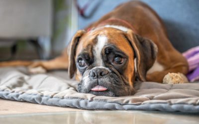 5 Ways to Keep Your Senior Pet Young