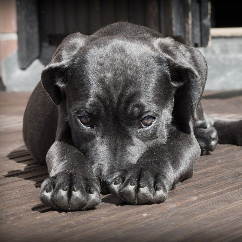 dog sitting on the floor