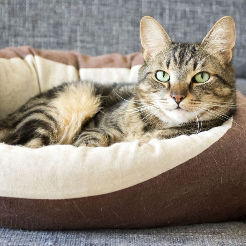 cat sitting in bed