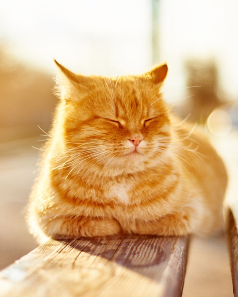 a cat snoozing on the plank