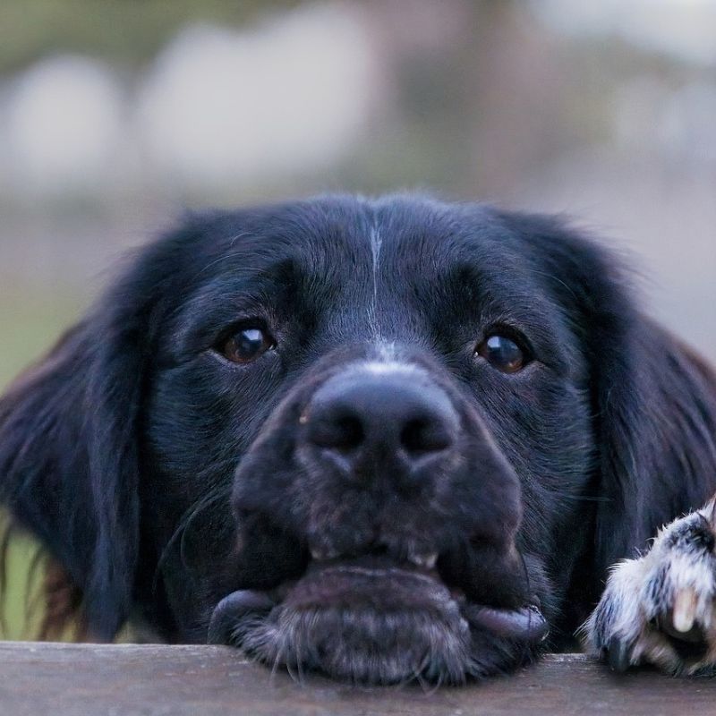 a dog trying to climb on a wall