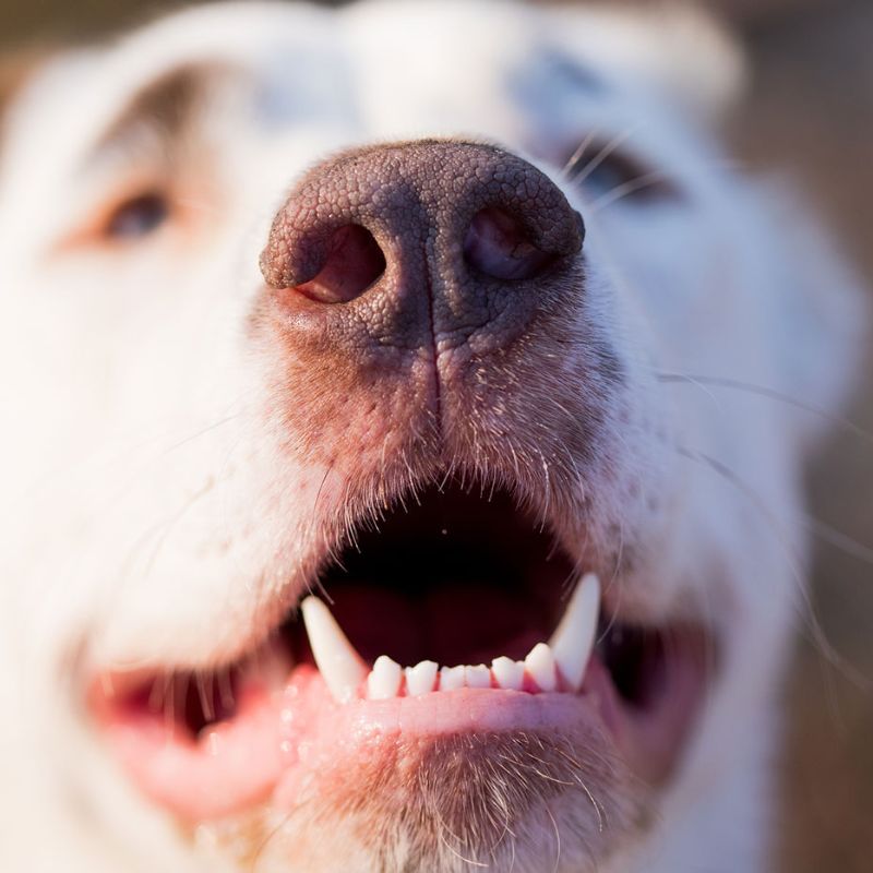 dog showing his teeth