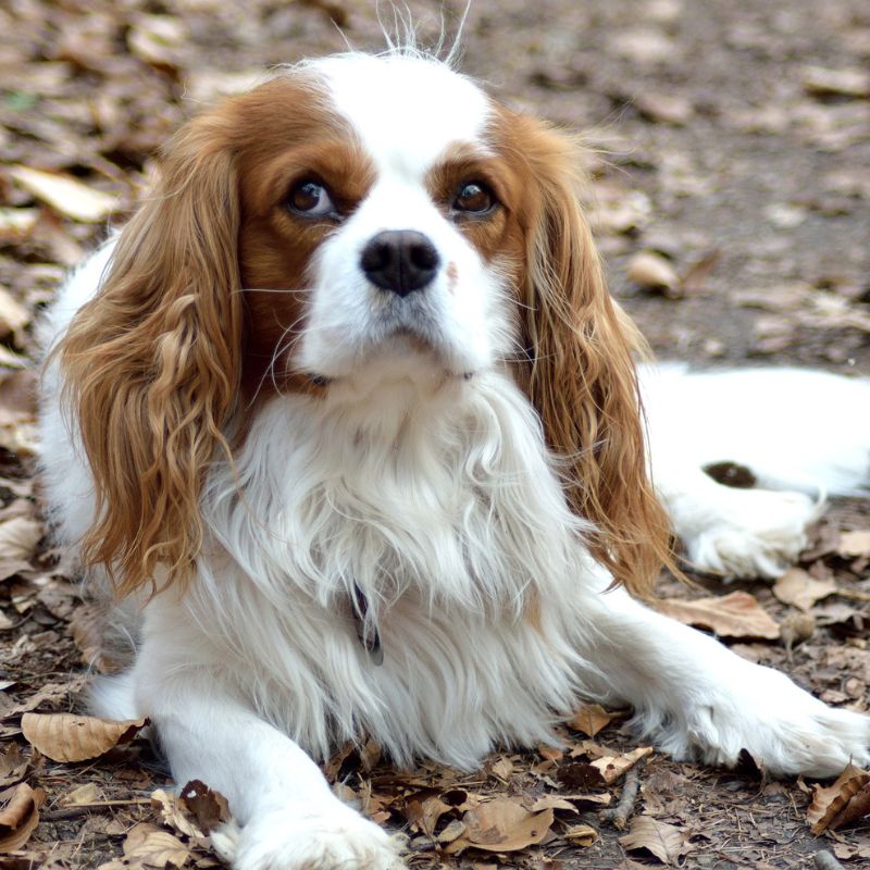 dog sitting on the ground