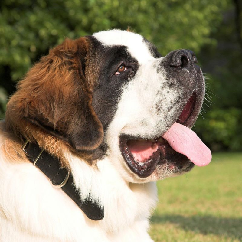 dog in the garden