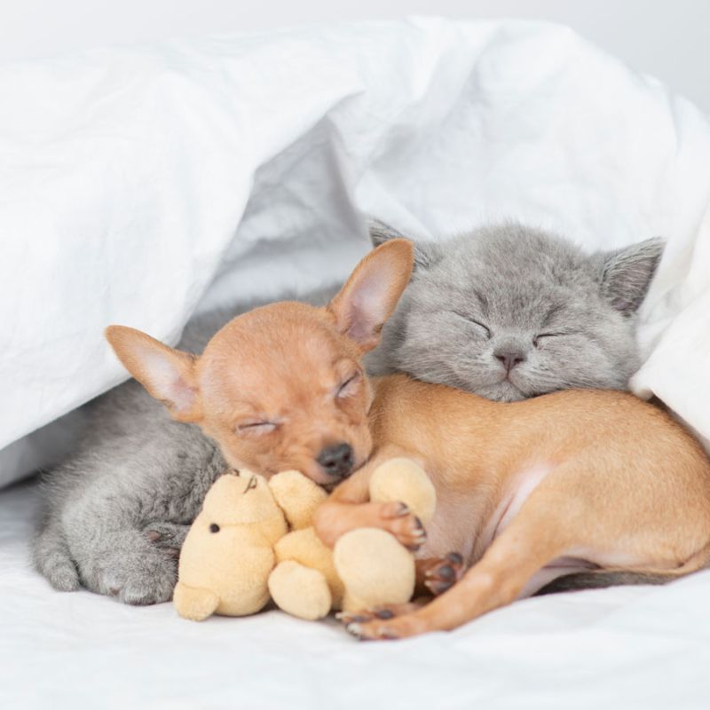 a puppy and kitten sleeping in bed