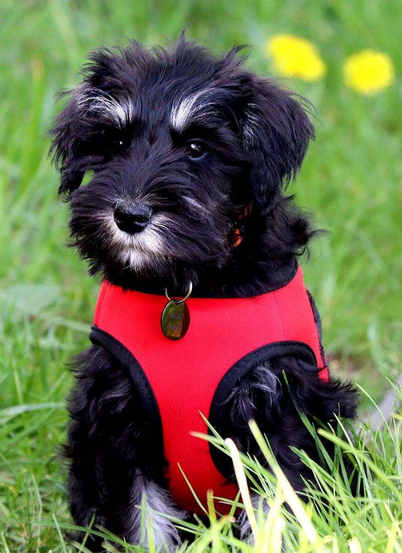 young dog in the field