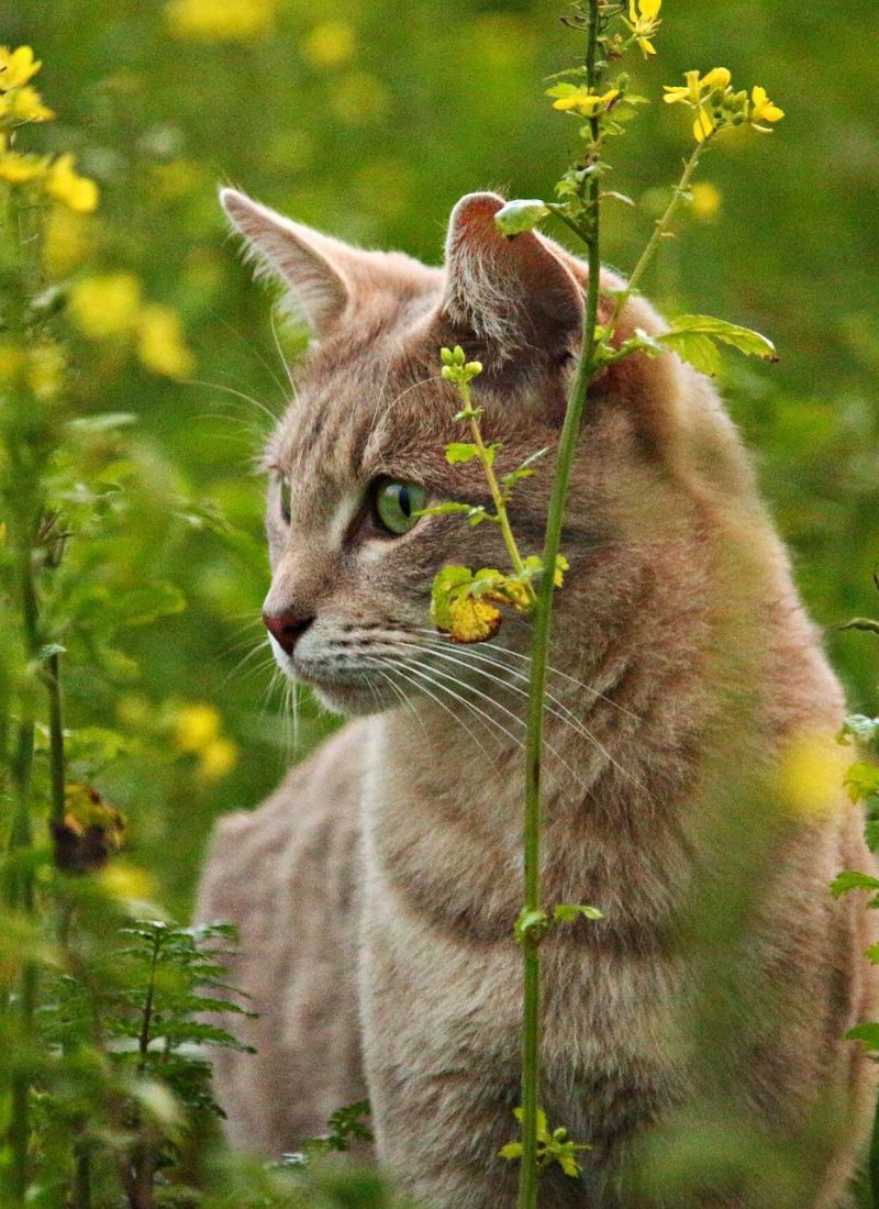 cat in the field