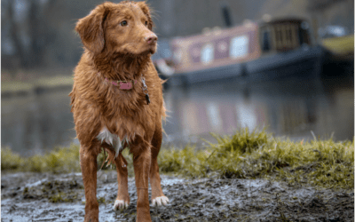 How to Spot Hypothermia in Your Pet