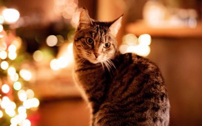 The Most Common Holiday Pet Hazards