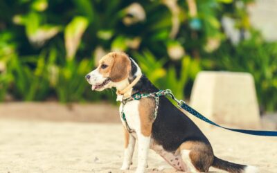 A Guide to Dog Walking Safety